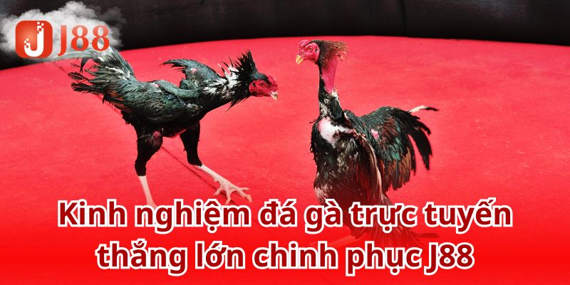 Bật mí cẩm nang chọi gà trực tuyến bất bại từ cao thủ